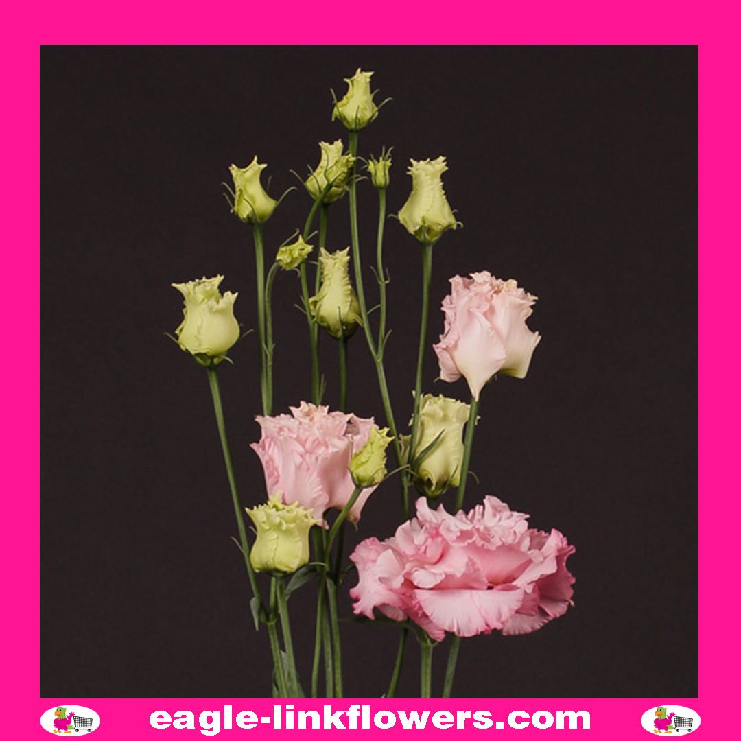 Alissa pink - Eustoma Lisianthus - Eagle-Link Flowers