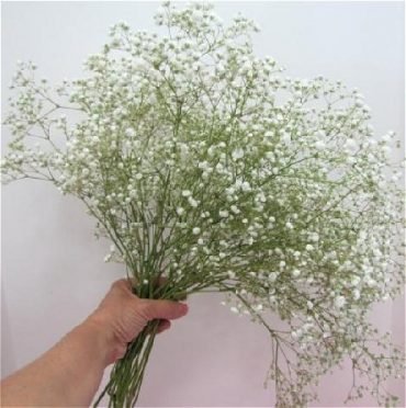 Here is what you need to know about Gypsophila Flowers - Baby's Breath ...