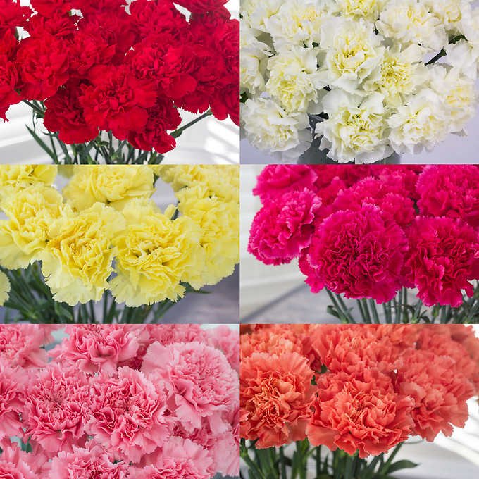 Top 4 Interesting facts About Carnations From Kenya - Eagle-Link Flowers