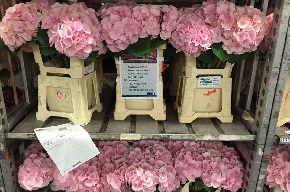 BULK BOX: Preserved Gypsophila, Medium-Large Bloom - Hot Pink