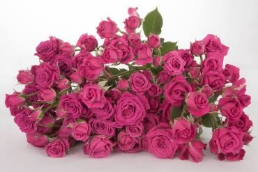 spray roses for florists