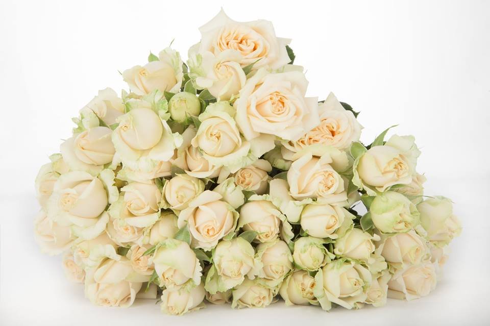 Everything you need to Know about Spray Roses for Florists EagleLink Flowers