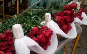 Premium Red Roses for Florists