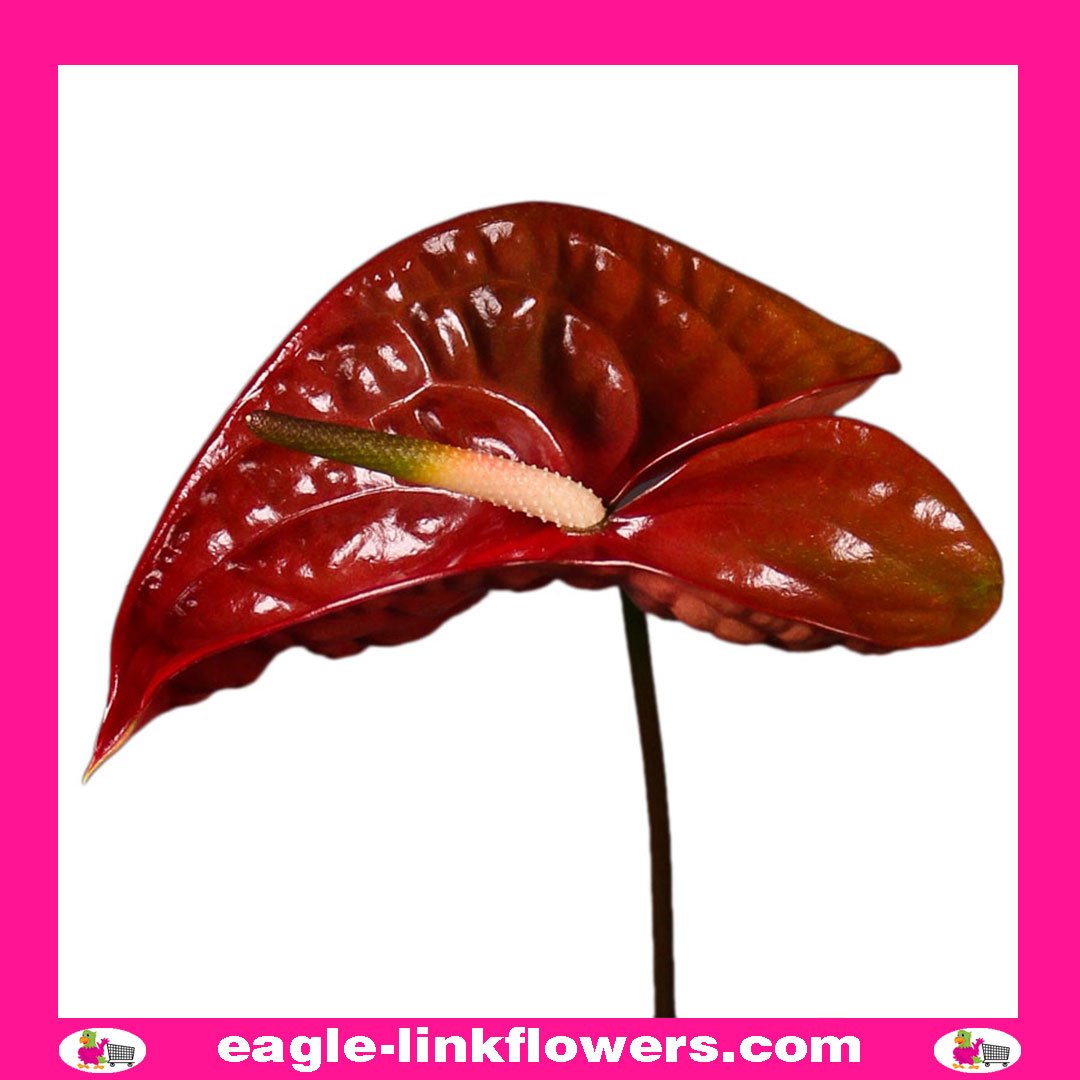 Anthurium Yellow Bell × Red Chocolate Anthurium choco - Eagle-Link