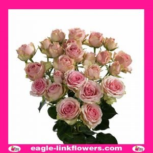 Dinara - Premium Spray Roses