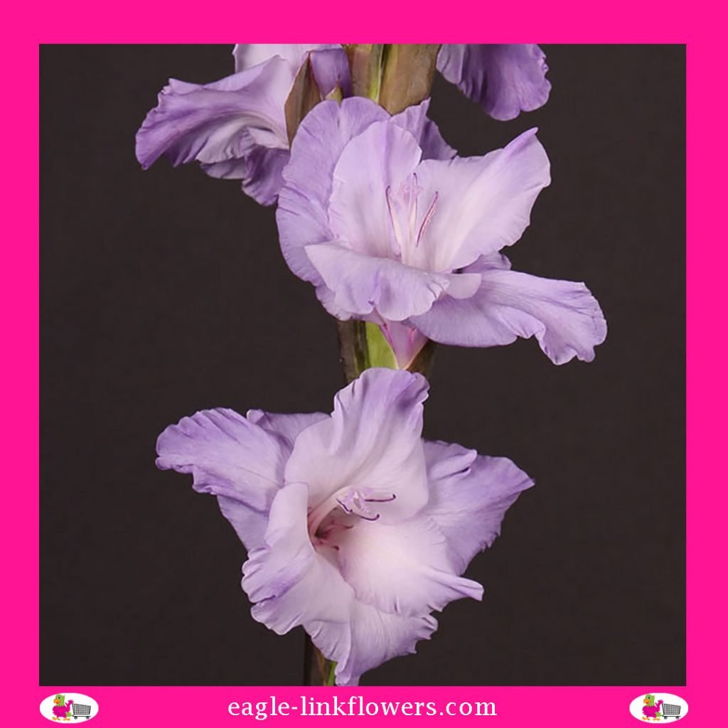 Gladiolus milka - Gladiolus - Eagle-Link Flowers