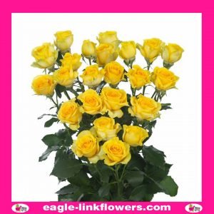 Goldilocks - Premium Spray Roses