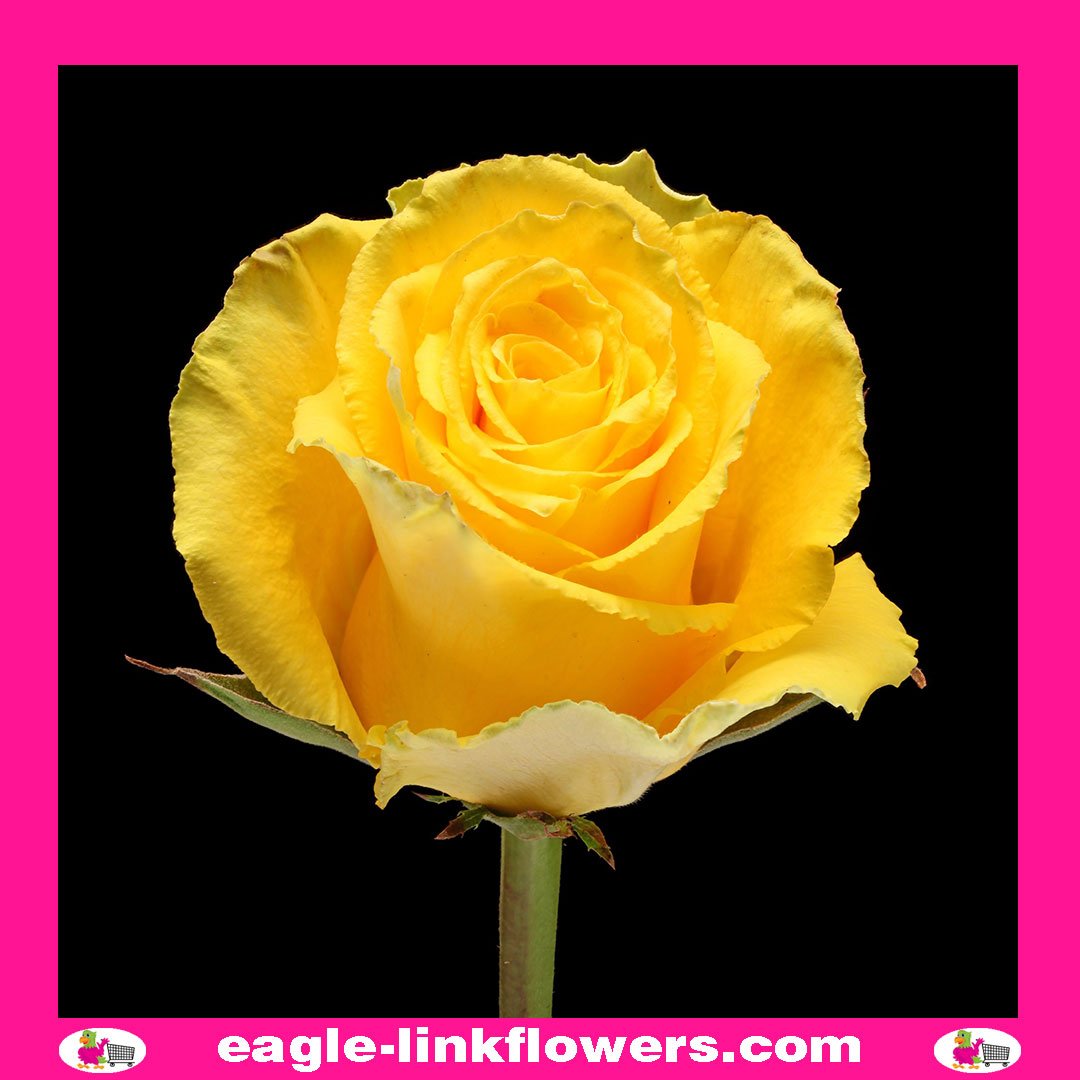 Good Times - Premium Roses - Eagle-Link Flowers