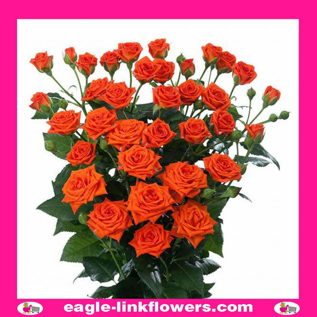 Jezebel - Regular Spray Roses - Eagle-Link Flowers