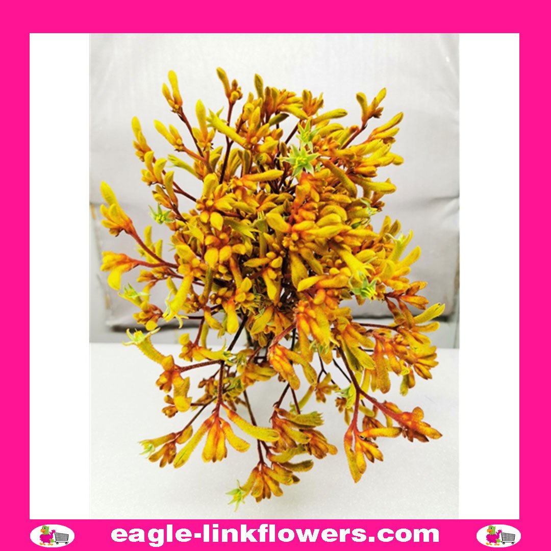 Kangaroo Paw Siana Gold Anigozanthos EagleLink Flowers