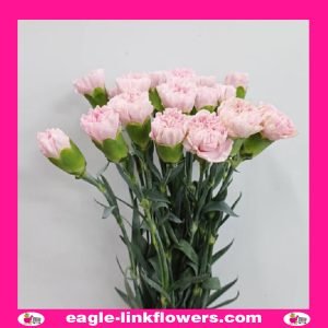 Light Pink Standard Carnation