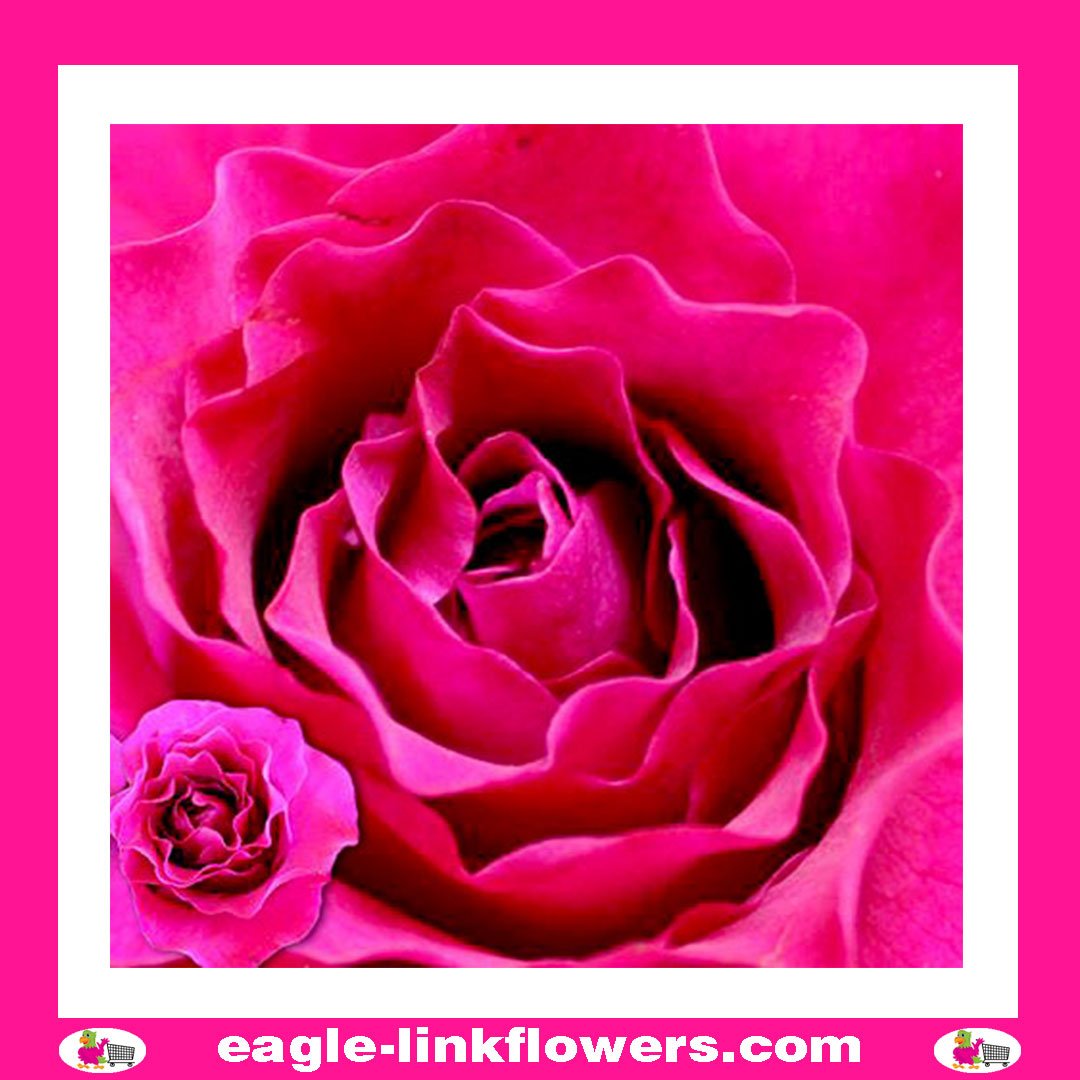 Mamy Blue - Garden Scented Roses - Eagle-Link Flowers