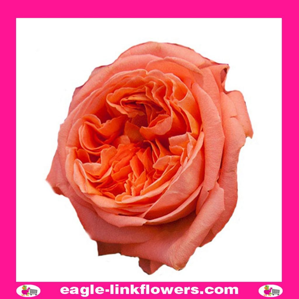 Garden Roses - Eagle-link Flowers