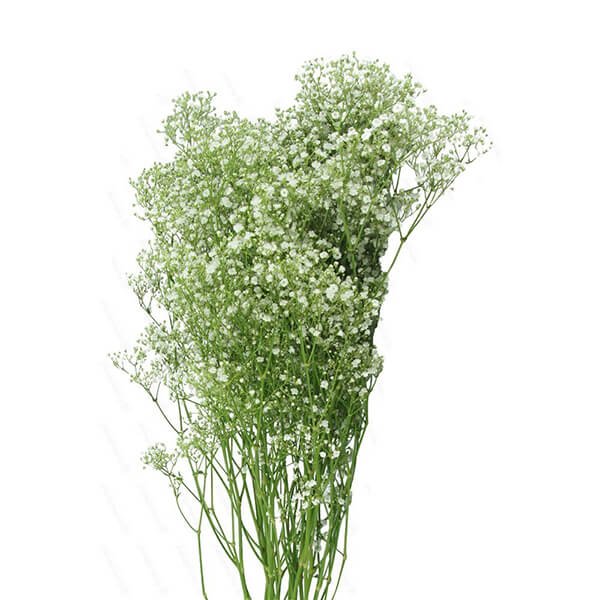 Million Star - Gypsophila - Eagle-Link Flowers