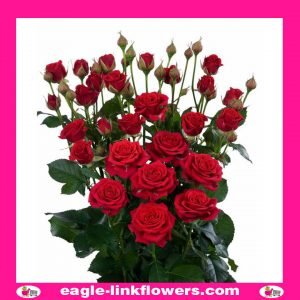 Mirabel - Supermarket Range Spray Roses