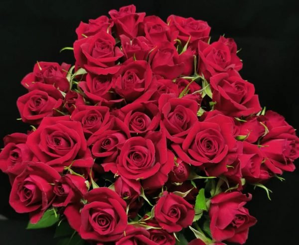 Mirabel - Supermarket Range Spray Roses - Eagle-Link Flowers