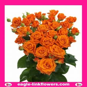 Orange Fire - Premium Spray Roses