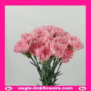 Pink Standard Carnation