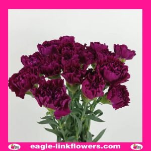 Purple Standard Carnation