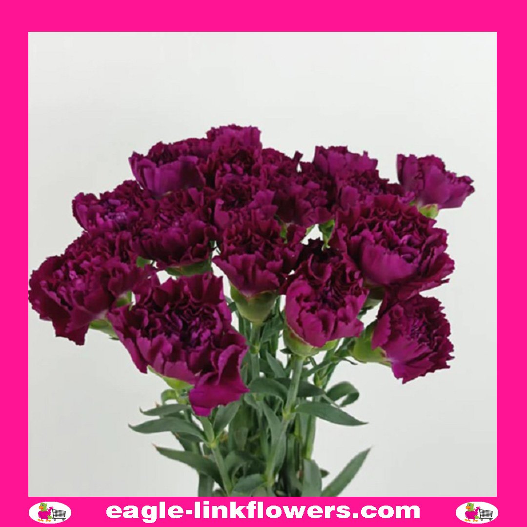 Deep Purple Carnation Flowers | Wholesale Flowers | FiftyFlowers