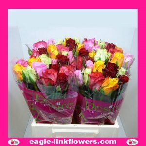 Rainbow Bunches - Supermarket Range Roses - Intermediate Roses