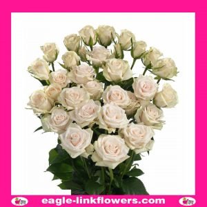 Royal Porcelina - Premium Spray Roses