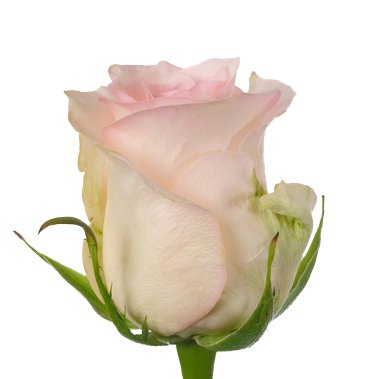 Senorita - Premium Roses - Eagle-Link Flowers