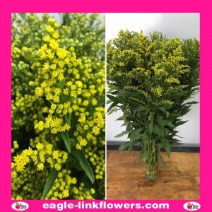 Solidago - Yellow Flower Filler