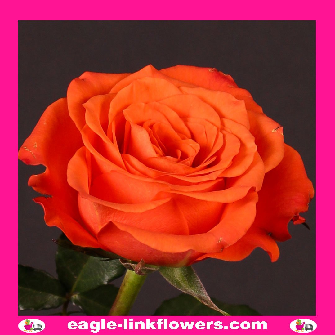 Tabasco - Premium Roses - Eagle-Link Flowers