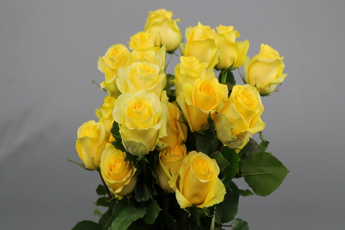 Tara - Premium Roses - Eagle-Link Flowers