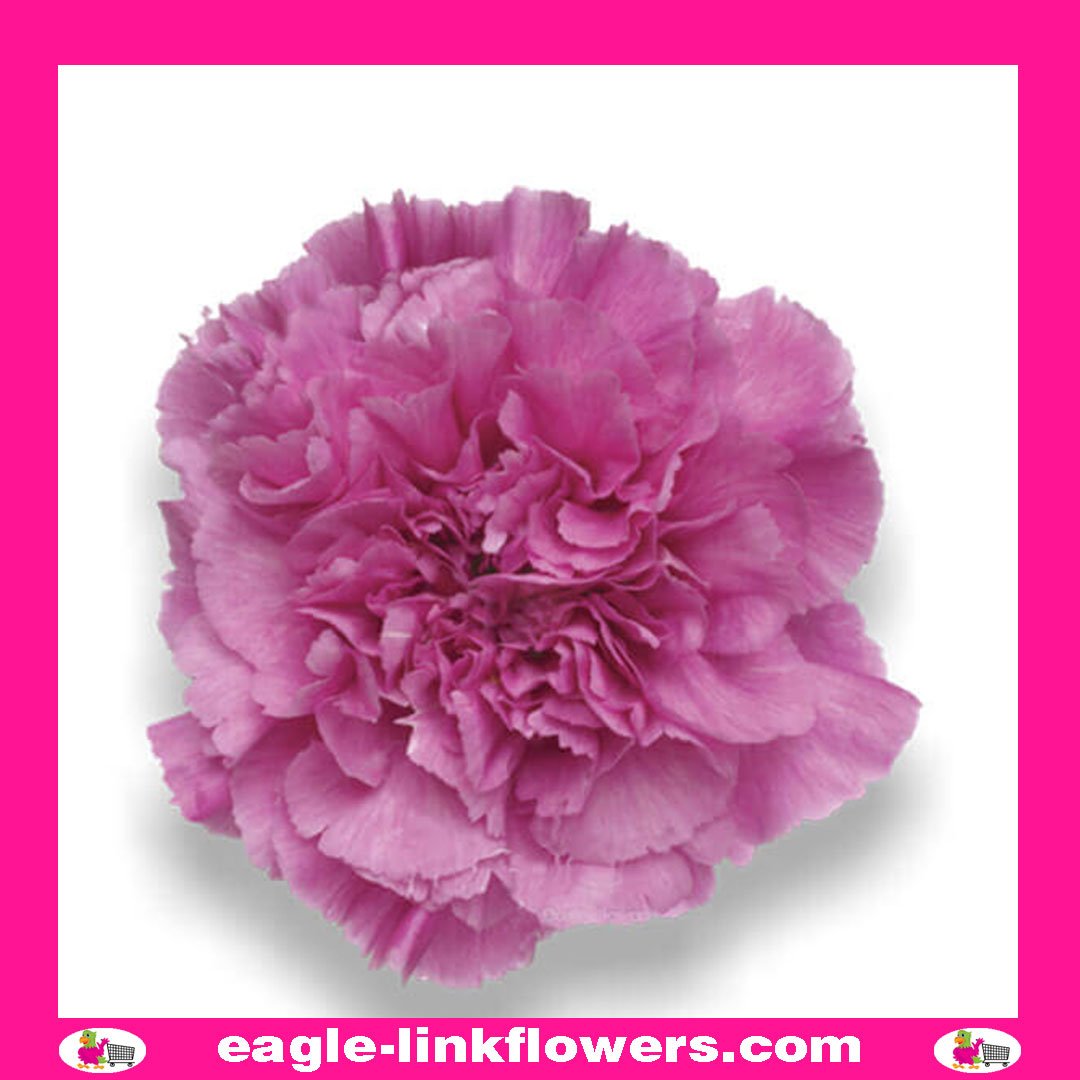 Tiepolo - Standard Carnation - Eagle-Link Flowers