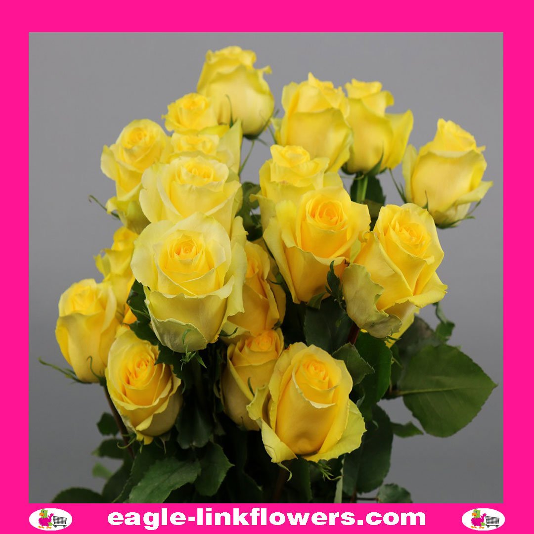 Premium Roses - Eagle-Link Flowers