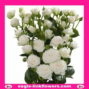White Lady - Regular Spray Roses