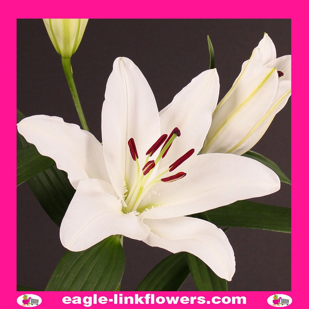 Lilium Oriental White Siberia - Oriental Lilies - Eagle-Link Flowers