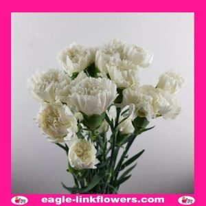 White Standard Carnation