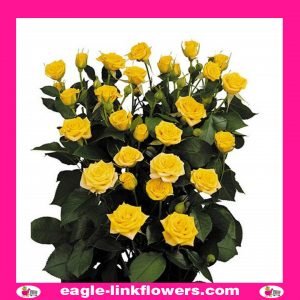 Yellow Babe - Regular Spray Roses
