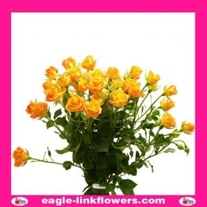 Abeba - Regular Spray Roses