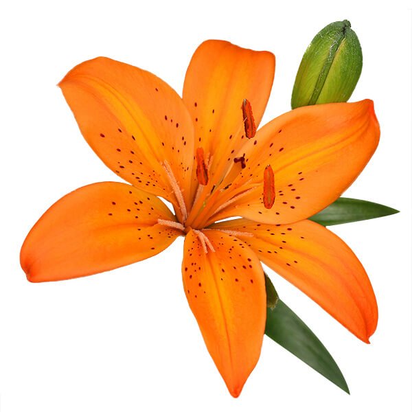 Lily Asiatic Orange Asiatic Lilies Asiatic Lilies Eagle Link Flowers