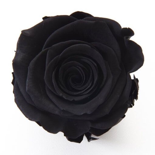 Black Roses - Dyed or Tinted Roses - Eagle-Link Flowers