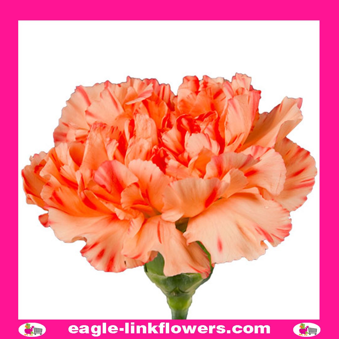 Hot Pink Standard Carnation - Eagle-Link Flowers