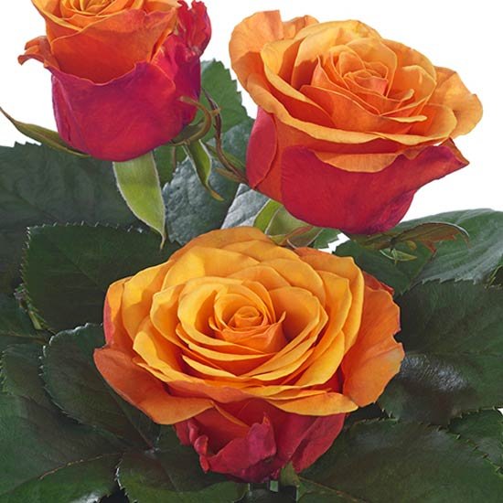 Espana - Premium Roses - Eagle-Link Flowers