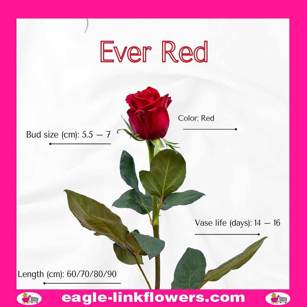 Choose Quantity and Color Roses