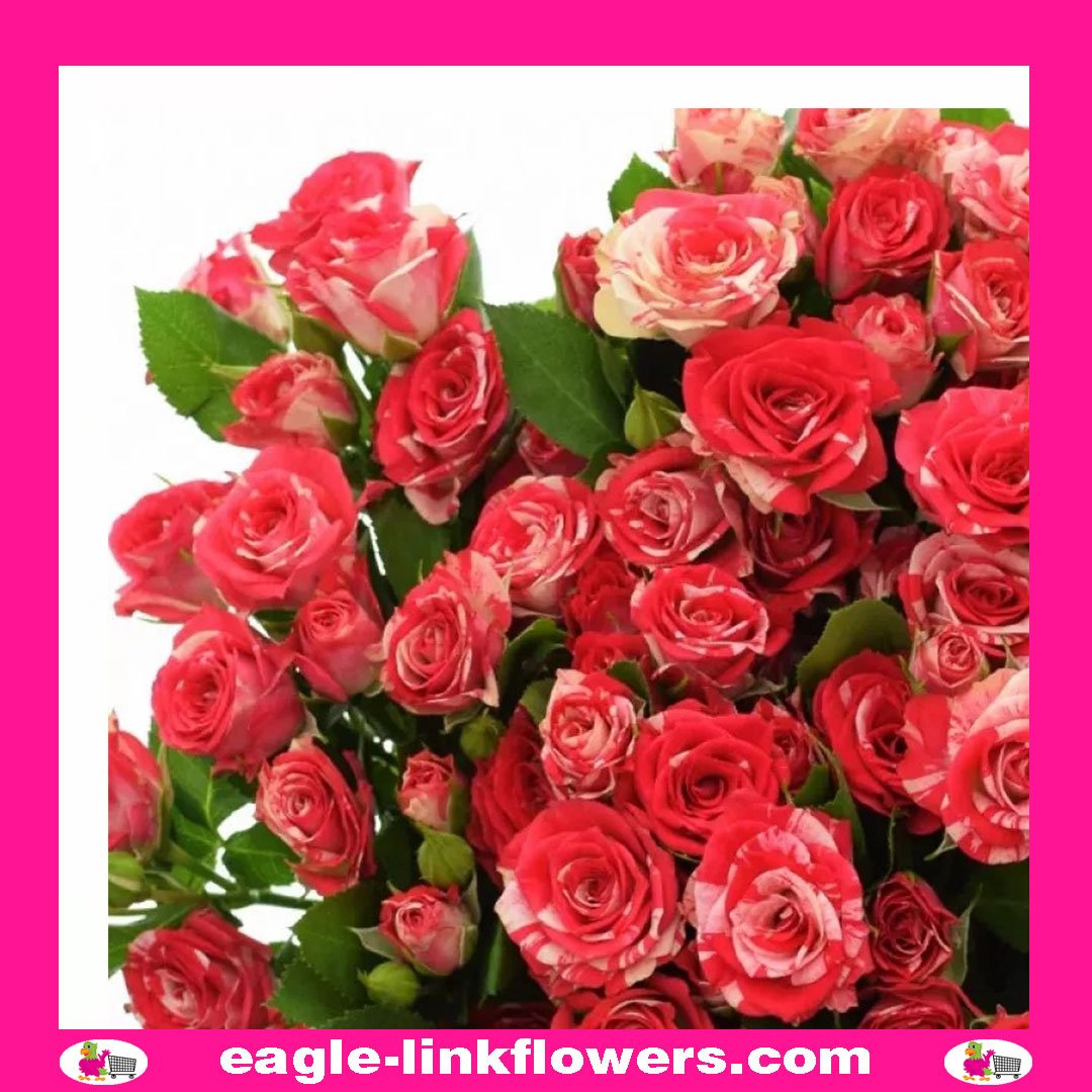 Fireworks - Regular Spray Roses - Eagle-Link Flowers