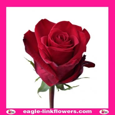 Premium Roses - Eagle-Link Flowers