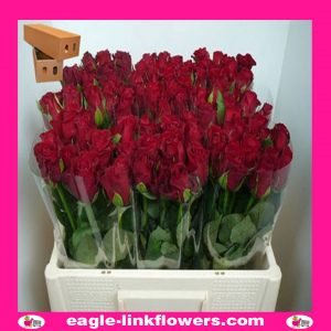 Furiosa - Supermarket Range Roses - Intermediate Roses