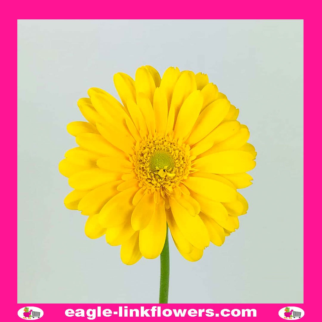 Gerbera Daisy Yellow - Eagle-link Flowers