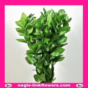 Ruscus Israeli - Fillers and Foliage