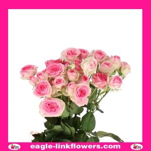 Mimi Eden - Premium Spray Roses