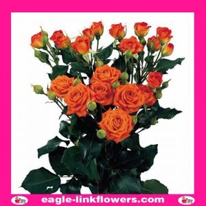 orange babe - Regular Spray Roses