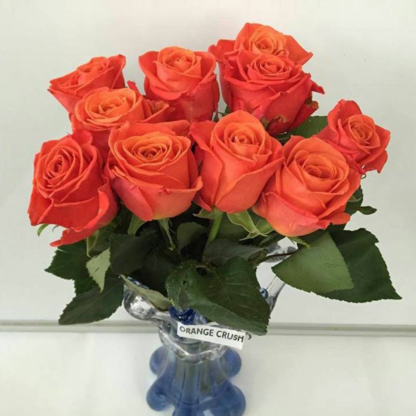 Orange Crush - Premium Roses - Eagle-Link Flowers